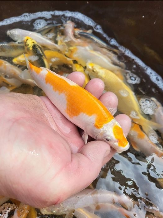 Koi karp orfa złoty lin karaś ozdobny