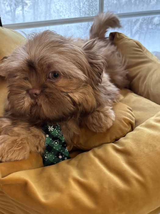 Jasny brązowy z genem SWKIPR WKU Polskie Porozumienie Krynologiczne