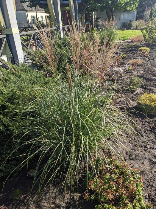 Многолетники излишки продам