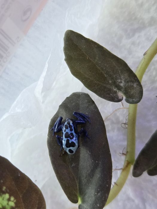 Dendrobates tinctorius azureus żabki