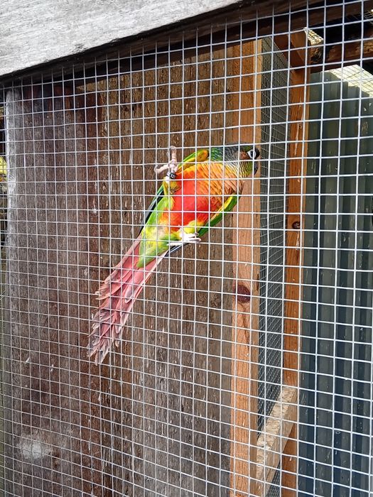 Pyuhurra  de boa saúde