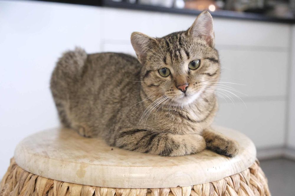 Rysiu…Ryś szuka domu