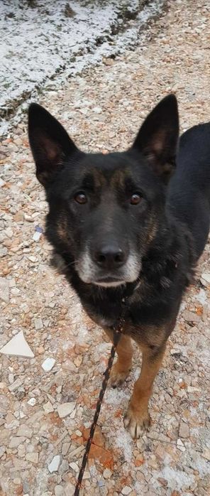 Owczarek do adopcji