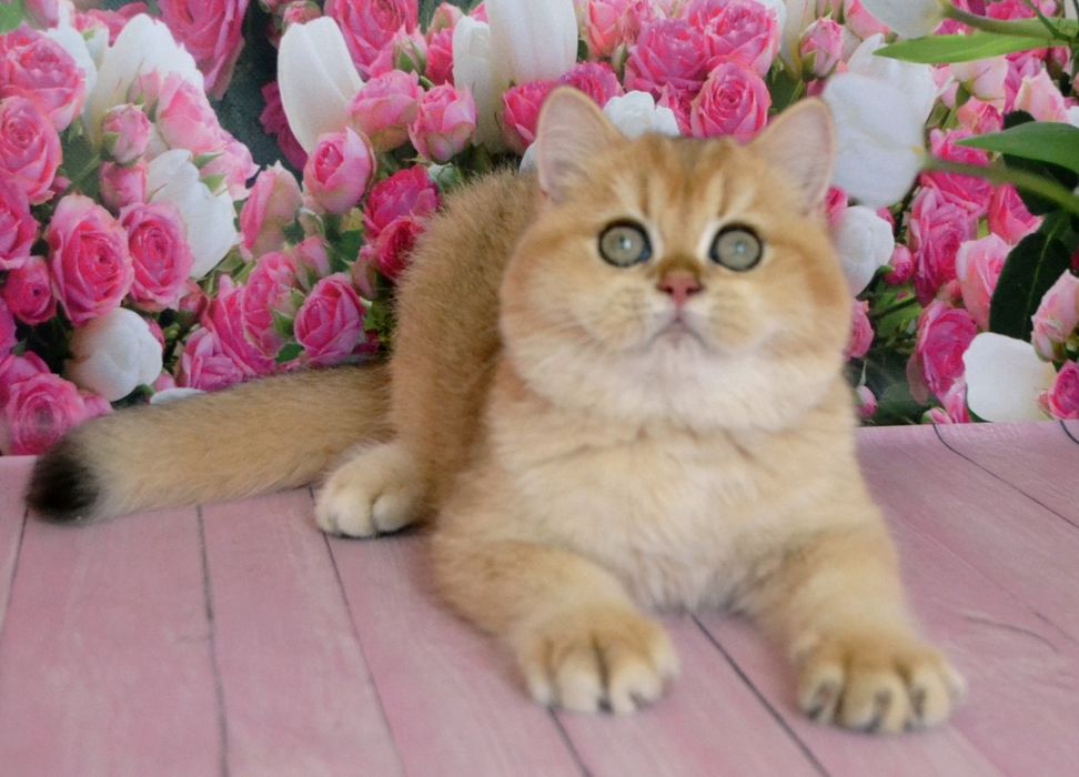 Золота шиншила хлопчик