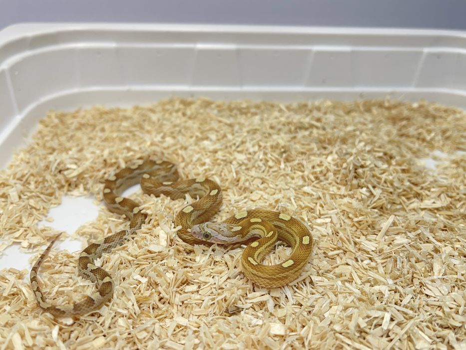 Wąż zbożowy węże zbożowe