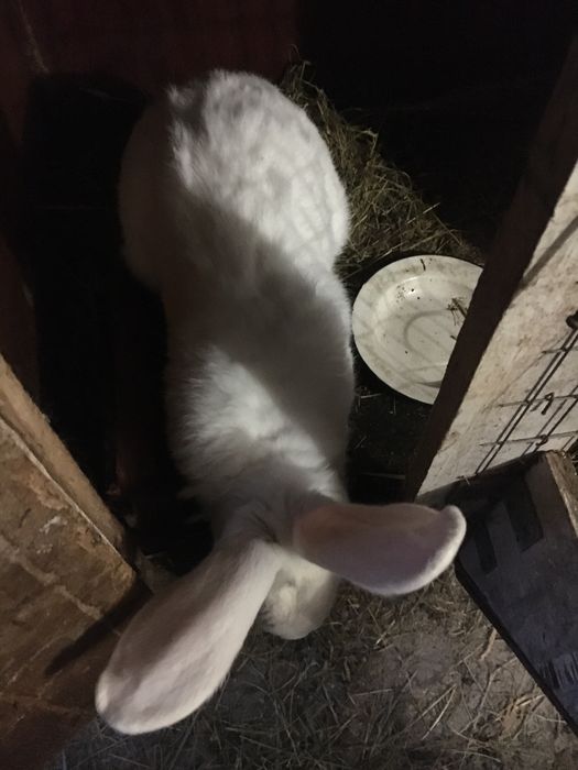 Кролики велікани