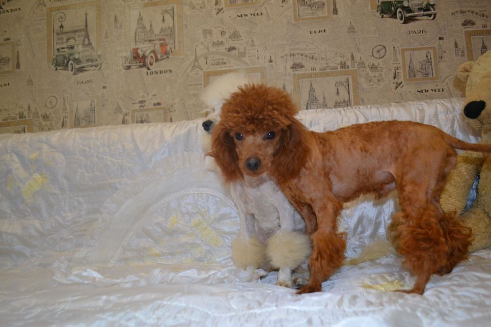 Пудель той для вязки опытный