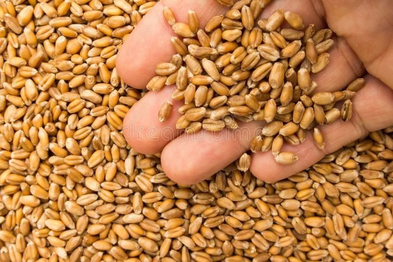 Продам пшеницю 9грн.
