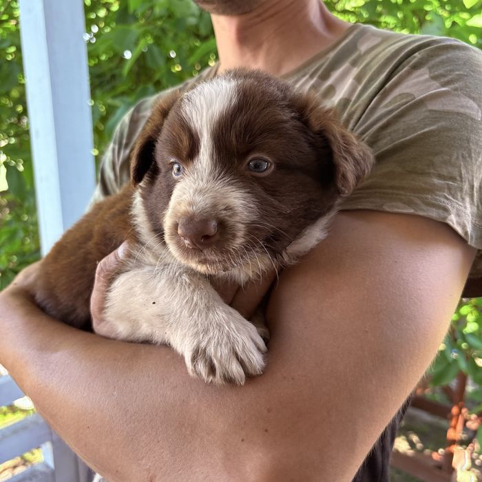 Border Collie piesek