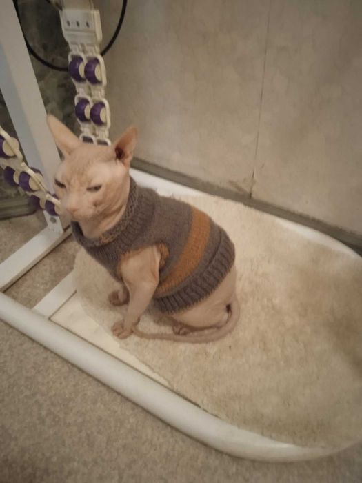 Продам кота  сфинкс