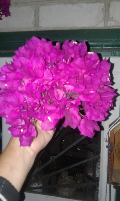 Продаю бугенвиллии