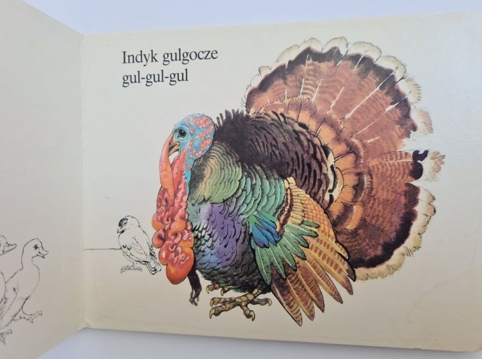 Wśród ptaków - Książeczka