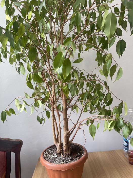 Вазон грошове дерево зелені насадження  кімнатна рослина