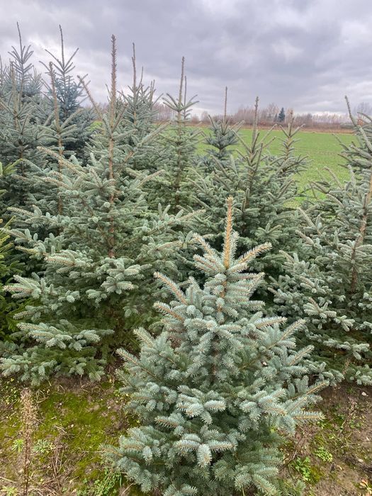 Świerk zielony, srebrny