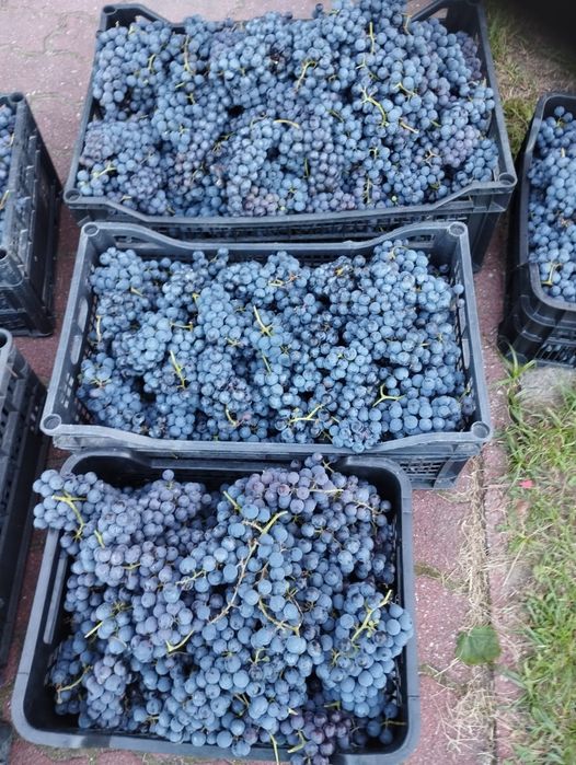 Winogron z własnej działki, winogrona na wino