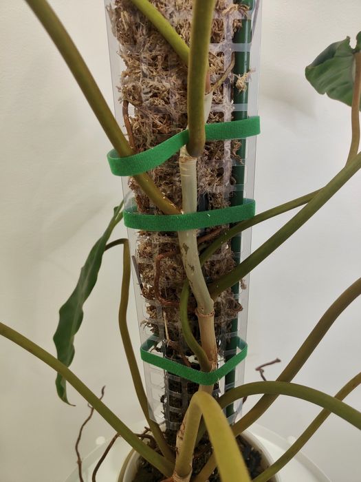 Philodendron billietiae XXL - 100cm | planta rara e estável