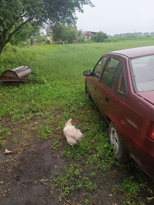 нексія 16 клапанів