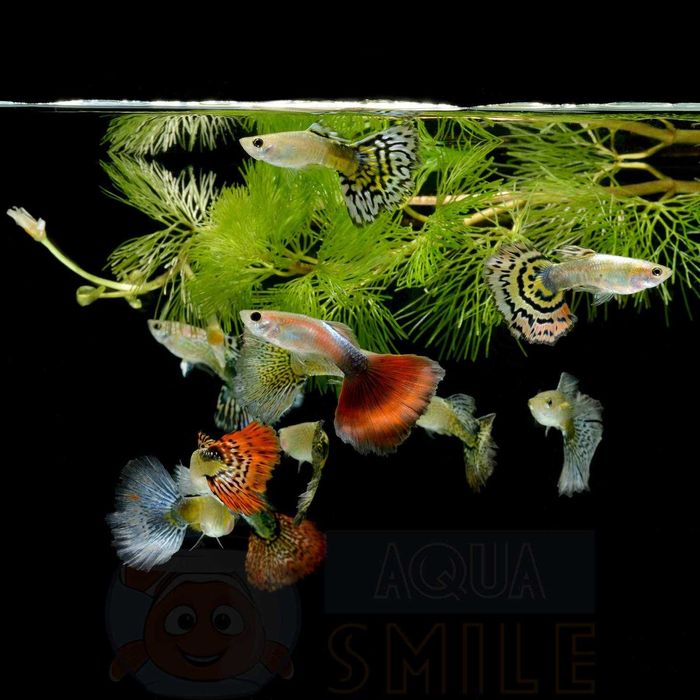 Рыбки гуппи, Черноморск