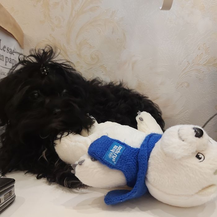 продам щенка Мальтипу