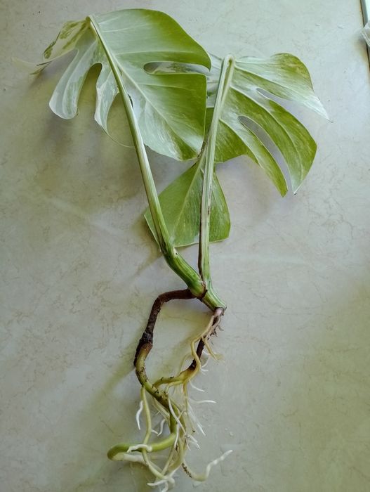 Sadzonka Monstera Variegata już  ukorzeniona Szczyt