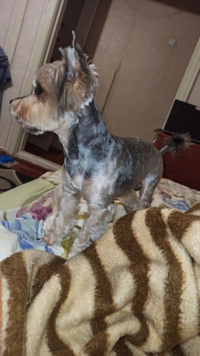 В'язка йорка. Йоркширський тер'єр. Йорк.Мини .Миник