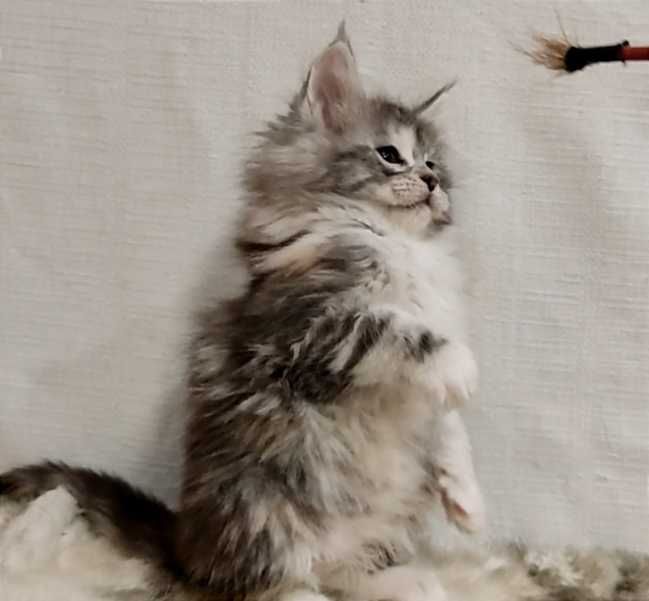 Мейн-кун дівчинка Орхідея з документами