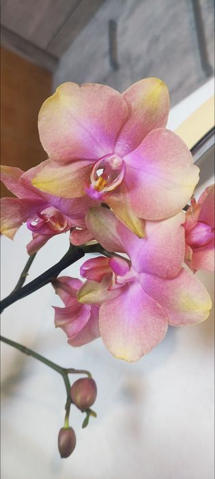 Орхідея а-ля Розетта