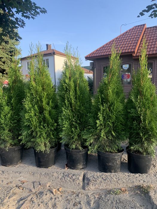 Туя смарагд