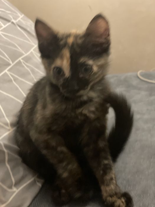 Кошеня 3 міс