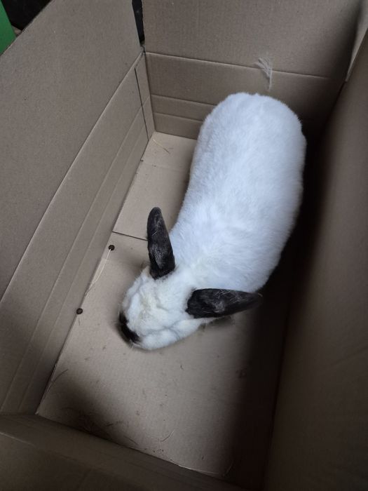 Продам кроликів в наявності 4шт