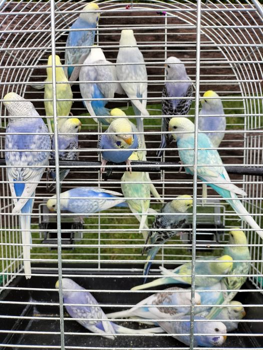 Papugi faliste młode