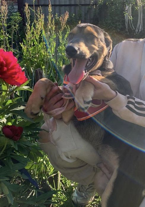 Чудове цуценя ШУКАЄ дім!