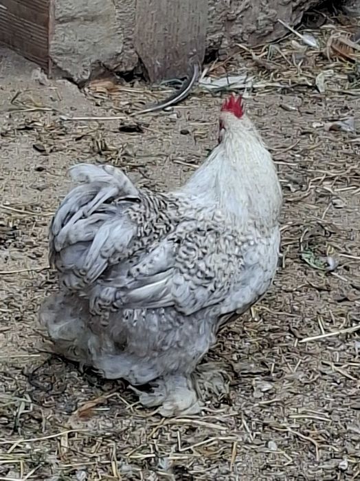 Vendo Galinhas de Pekin mutacoes