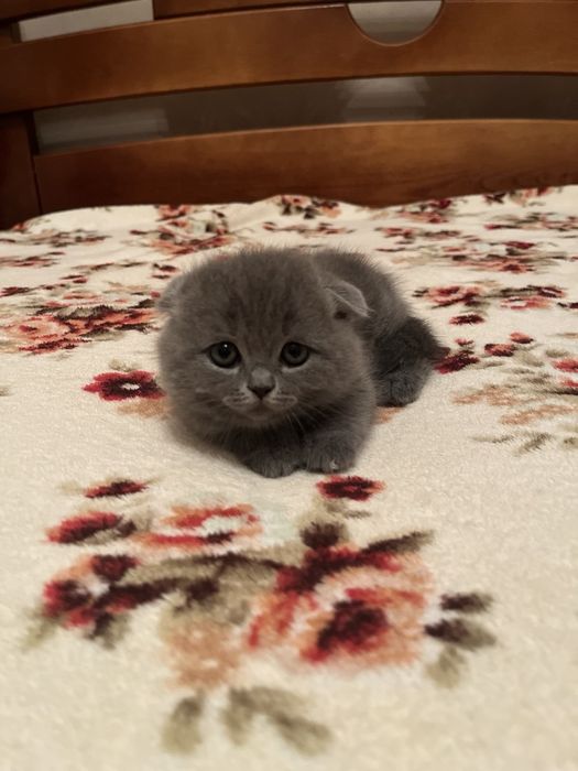 Продам Британських чистокровних  кошенят !