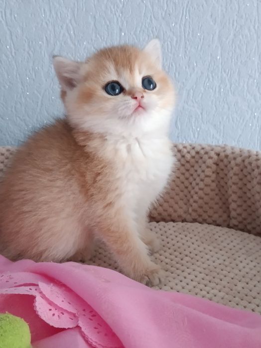 Красуня чекає нову сім'ю