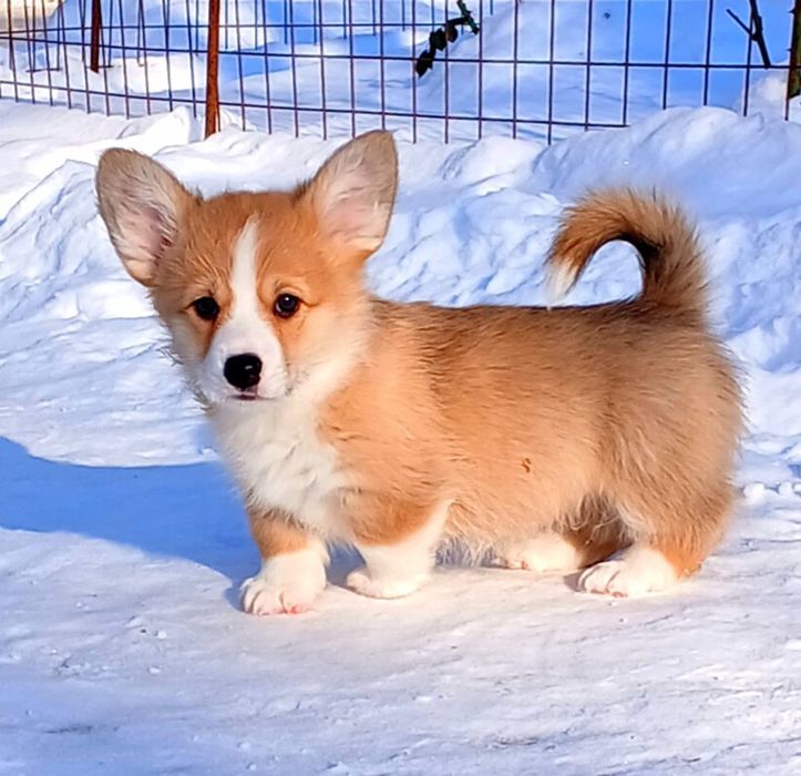 Красуня коргі пемброк