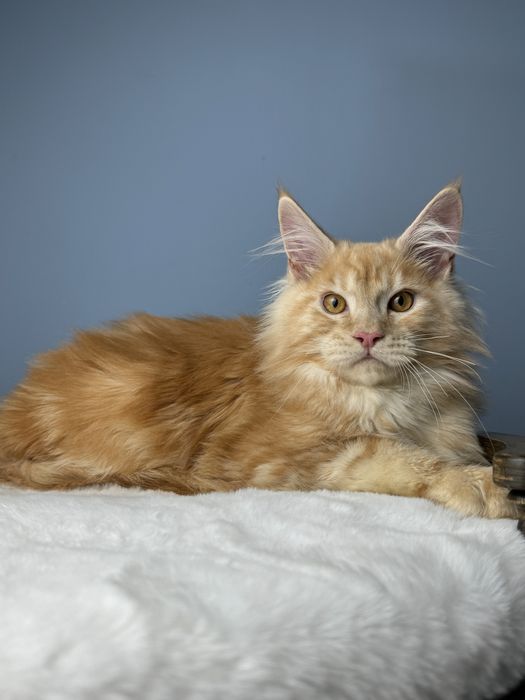 Рыжий мальчишка крупный 4  месяца мейн кун