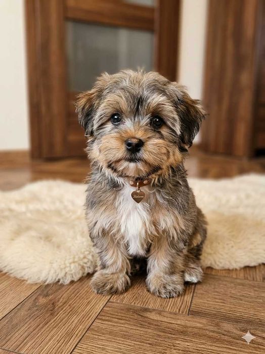 Shorkie Shih tzu yorkshire terrier