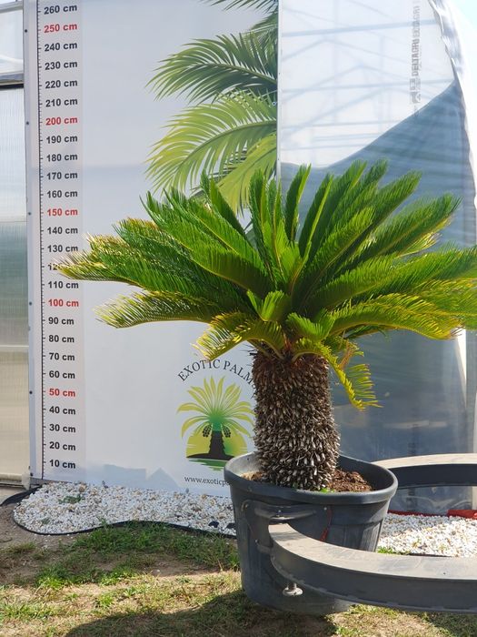 Cycas revoluta , palma , sagowiec, roślina ozdobna