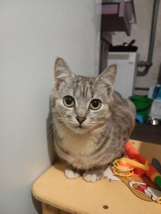 Віддам кошенят  хлопчиків