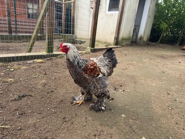 vendo Galo jovem de raça Brahma