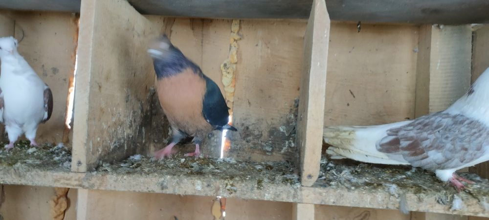 Sprzedam gołębie ozdobne