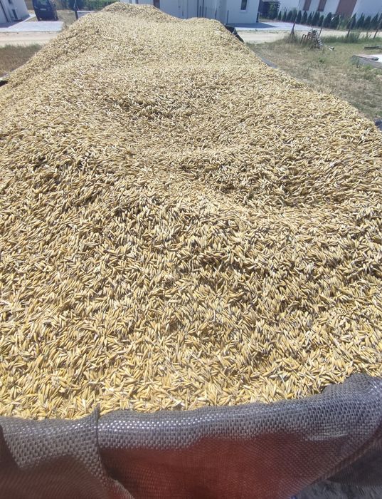 Sprzedam owies po żniwach