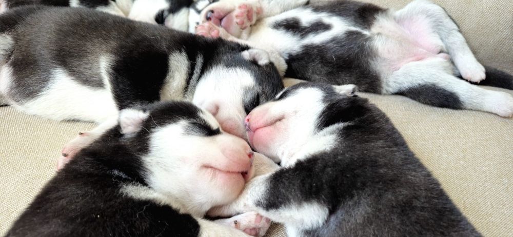 Szczeniak Siberian Husky rodowód ZKwP FCI Champion Puppy Pedigree