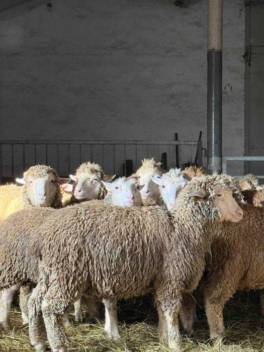 Продаж молодих баранчиків 2025 року