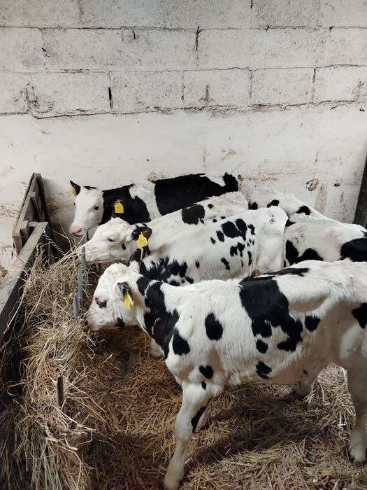 Sprzedam Byczki startery