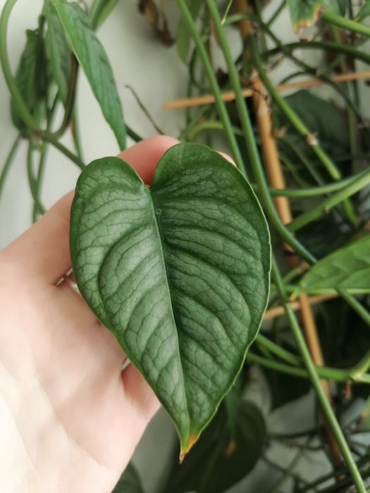 Monstera Silitapecana, Minima, Ceropegia woodii