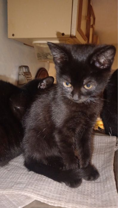 Крысаловы универсалы черной масти .