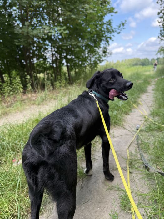 Mini labrador pełen energii pies w schronisku dla zwierząt(młody pies)