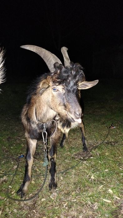 Продаю козла 9 місяців